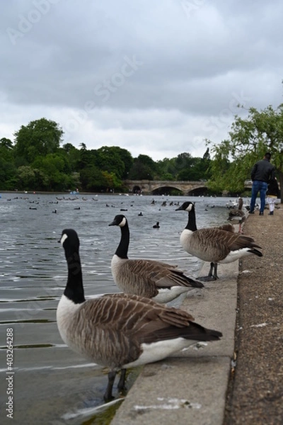 Obraz Canada gooses in Hyde Park