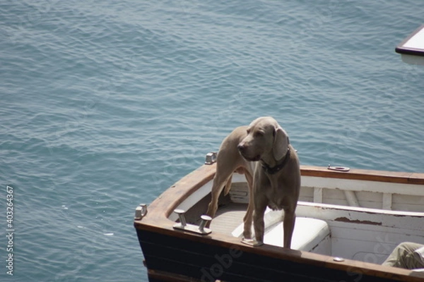 Obraz Dog on a boat