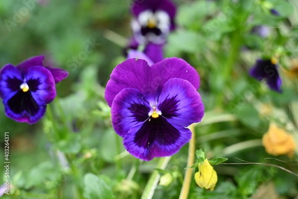Obraz Purple Pansy