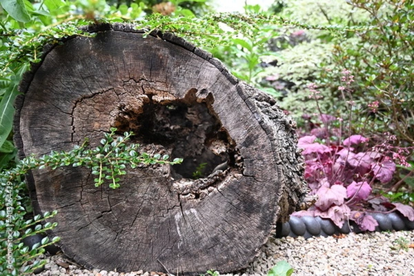 Obraz Tree trunk and vegetation