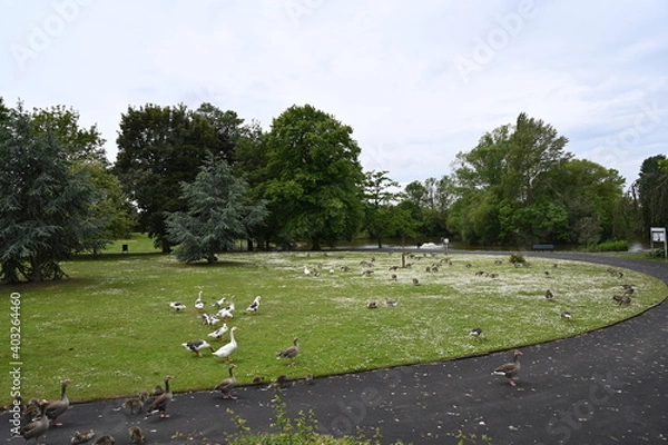 Obraz Canada gooses in park