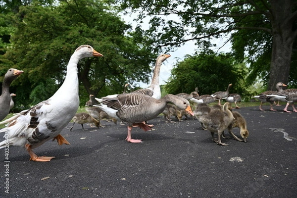 Obraz Canada gooses in park