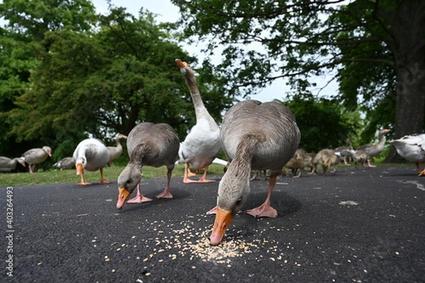 Obraz Canada gooses in park