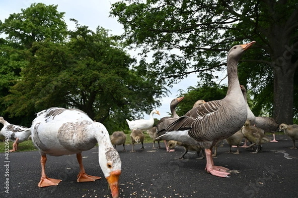 Obraz Canada gooses in park