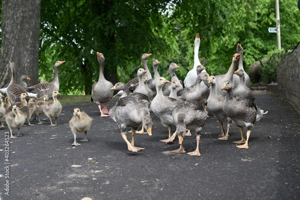 Obraz Canada gooses in park