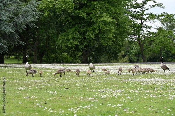 Obraz Canada gooses in park