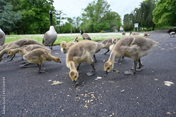 Obraz Canada gooses in park