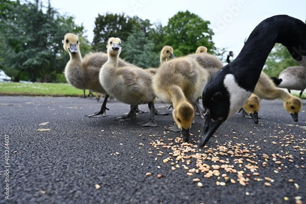 Obraz Canada gooses in park