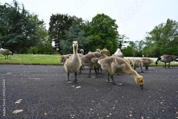 Obraz Canada gooses in park