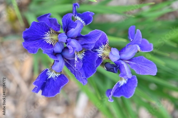 Obraz Blue Iris