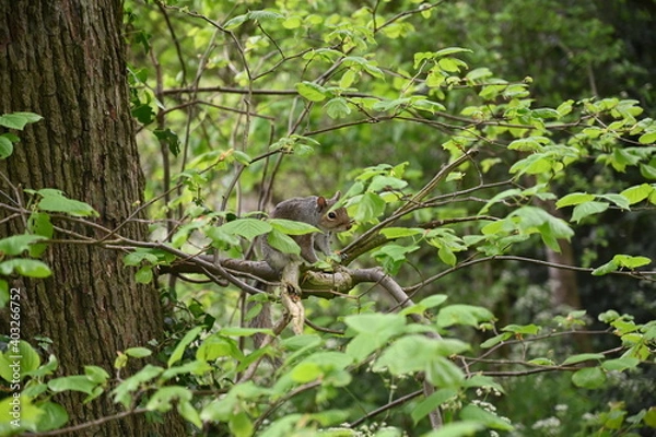 Obraz Squirrel in a tree