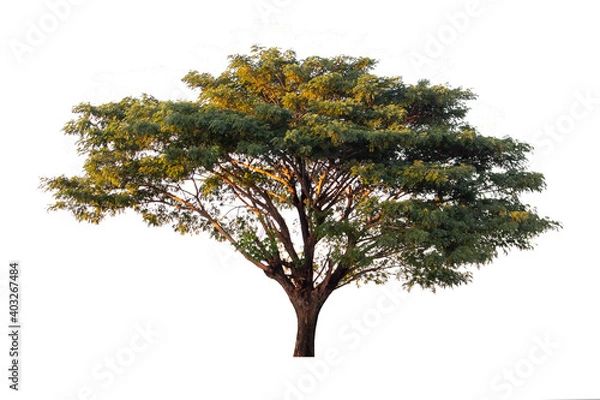 Obraz Isolated tree green natural on white background for use design work, architectural design, website and other. Clipping path.