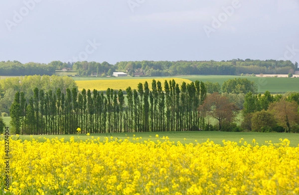 Fototapeta champ de colza