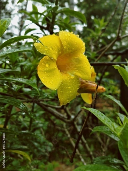Fototapeta yellow flower in the garden