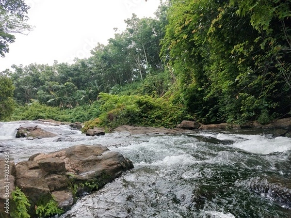 Fototapeta river in the forest