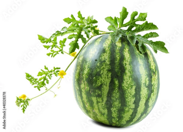 Obraz The watermelon