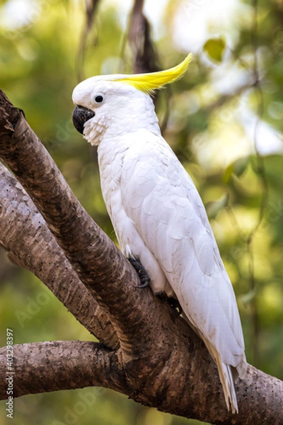 Obraz Kakadu sitting on a tree, Australia