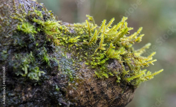 Obraz Green moss over tree trunk. Macro.