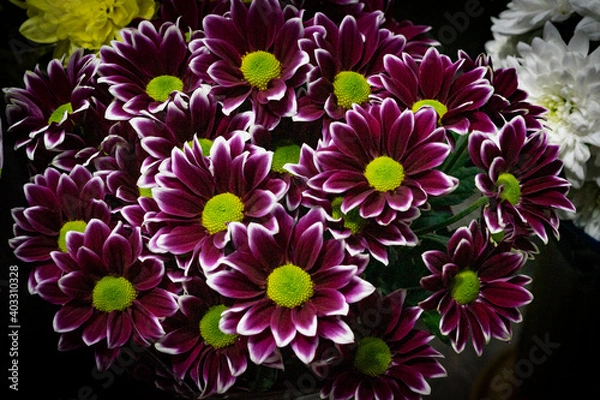 Obraz Picture of a bouquet of purple chrysanthemums with white edges of petals