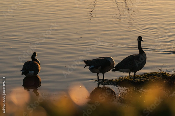 Obraz Three Canada geese (Branta canadensis) meet at the water's edge of a peaceful lake at sunset with yellow leaves bokeh in the foreground.