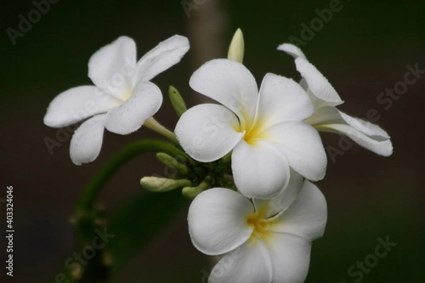 Fototapeta プルメリア