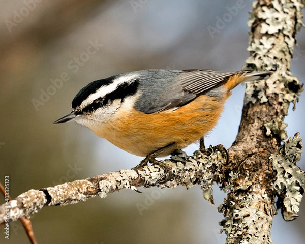 Obraz Nuthatch Stock Photos. Close-up profile view perched on a tree branch in its environment and habitat with a blur background, displaying feather plumage and bird tail.  Image. Picture. Portrait