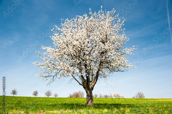 Obraz Blossoming Cherry Tree in Spring