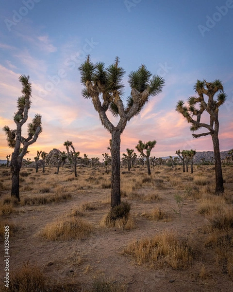 Obraz tree in the desert