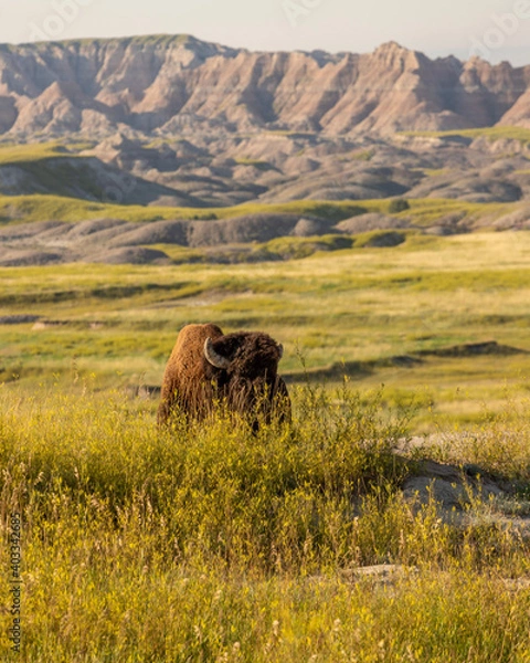 Fototapeta cows on pasture