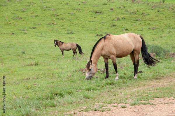Obraz two horses grazing in a meadow