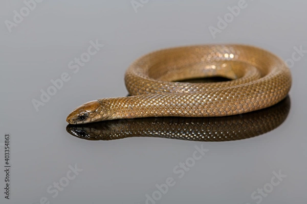Obraz rough Earth Snake -Virginia striatula