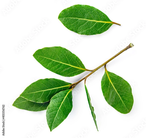 Fototapeta Fresh Bay leaves isolated on white background. Green Laurel  leaf closeup. Top view. Flat lay.
