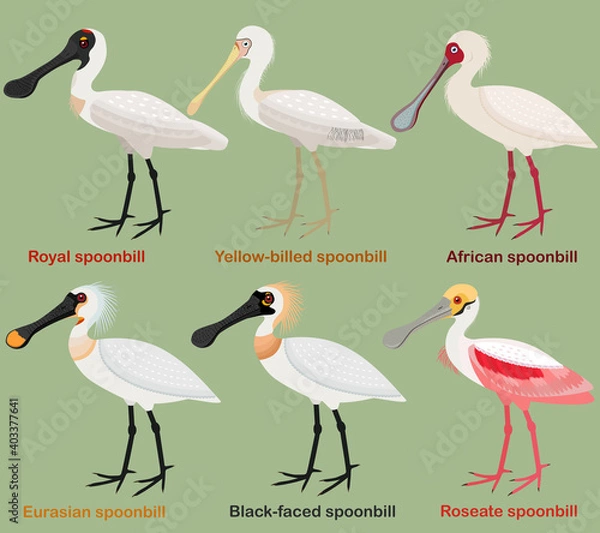 Fototapeta Cute wading bird vector illustration set, Royal Spoonbill, Yellow-billed, African, Eurasian, Black-faced, Roseate spoonbill