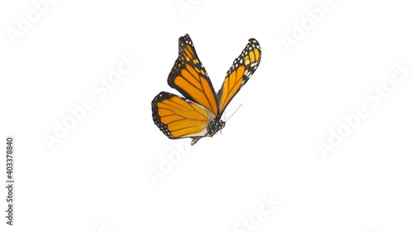 Obraz An orange monarch butterfly in its flying pose isolated on white background, Clipping path is included. 3D Rendering 8K. perspective view.