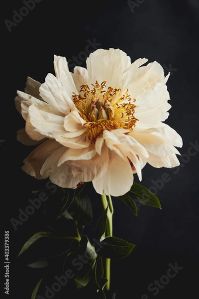 Obraz white peony on black background