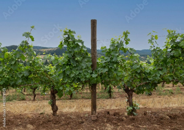Fototapeta A frontal view of a row of well manicured grounds and trestled grapevines under a blue sky - Oregon