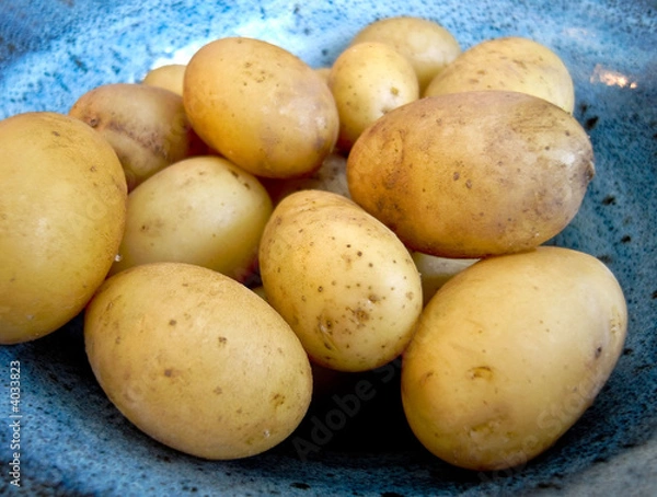 Obraz Pommes de terre en robe des champs sur plat bleu