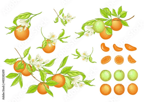 Fototapeta Orange tree branch with ripe and green oranges, flowers and leaves. Element for design. Vector illustration. Isolated on white background..