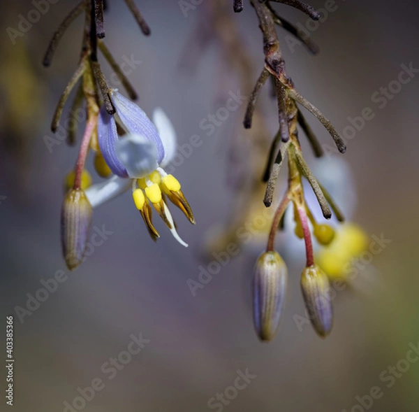 Obraz Dianella ensifolia
