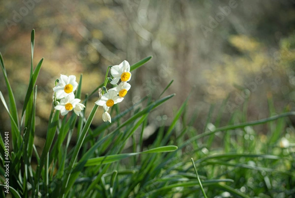 Obraz white spring flowers