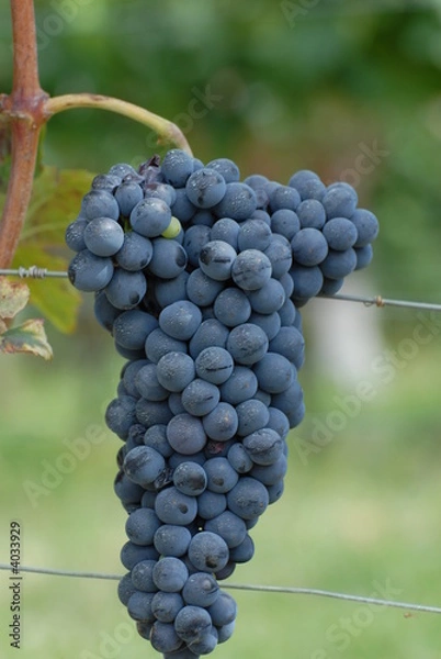 Obraz uva barbera