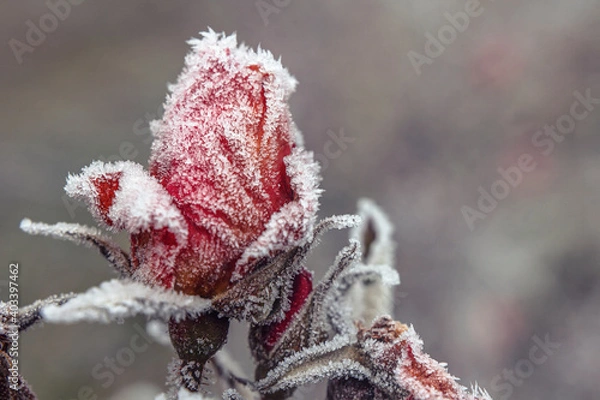 Obraz Heckenrose mit Eiskristallen