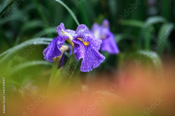 Fototapeta 花菖蒲　初夏のイメージ