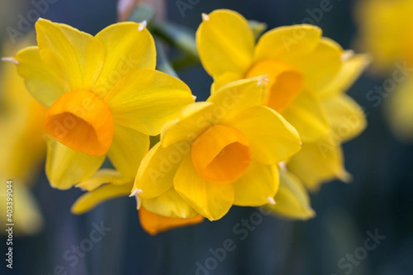 Obraz 水仙の花　初春イメージ