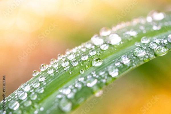 Fototapeta 緑と水　環境とエコのイメージ