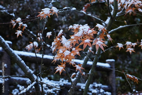 Obraz 雪が積もったもみじの写真