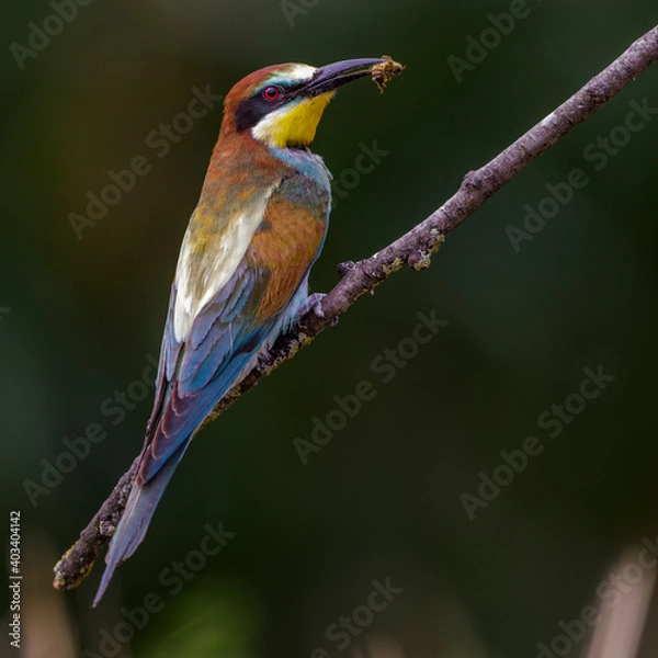 Fototapeta Bienenfresser (Merops apiaster)