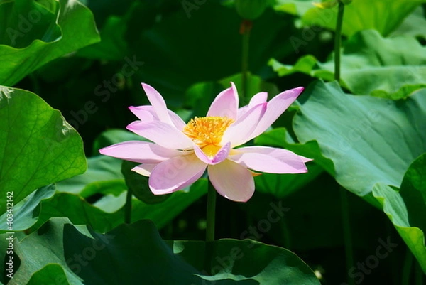 Fototapeta ピンクの蓮の花