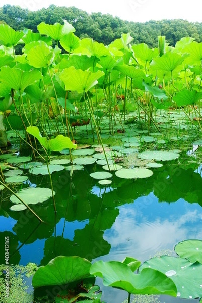 Obraz 沼に映る蓮の葉 