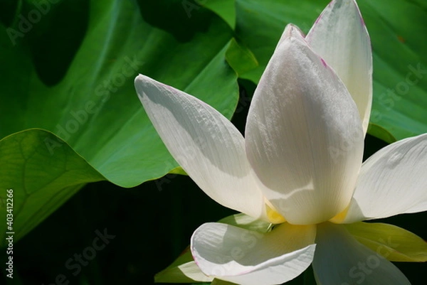 Fototapeta ハスの花(lLotus flower )